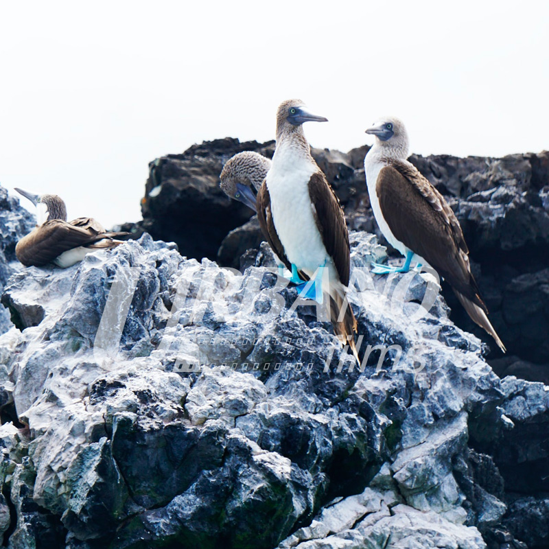 fixer & locations producer & film in galapagos islands