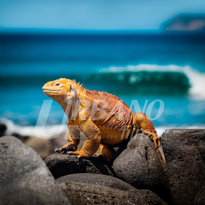 fixer & locations producer & film in galapagos islands