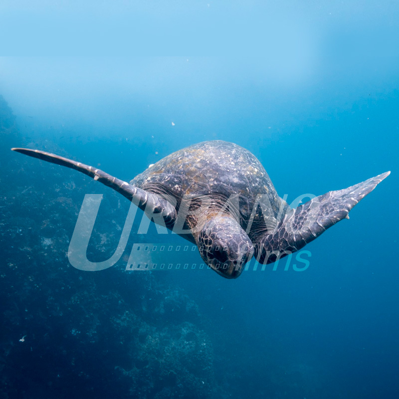 fixer & locations producer & film in galapagos islands