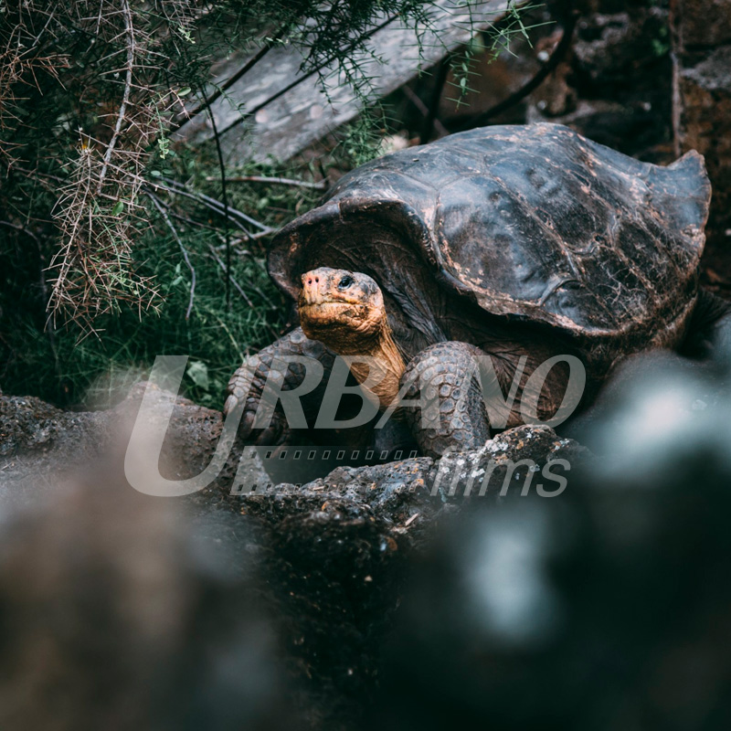 fixer & locations producer & film in galapagos islands